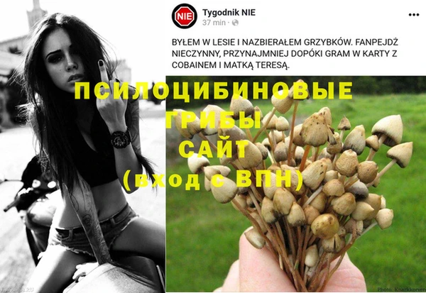 прущие грибы Сатка